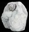 Enrolled Flexicalymene Trilobite Fossil From Indiana #47118-1